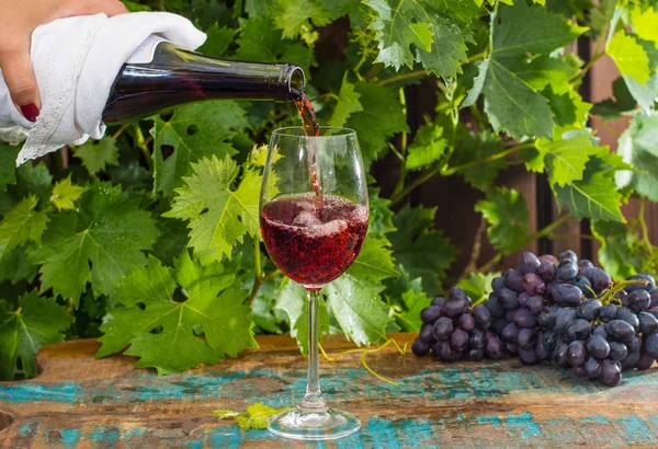 Servitören hälla ett glas rött vin, uteservering, vin tastin — Stockfoto