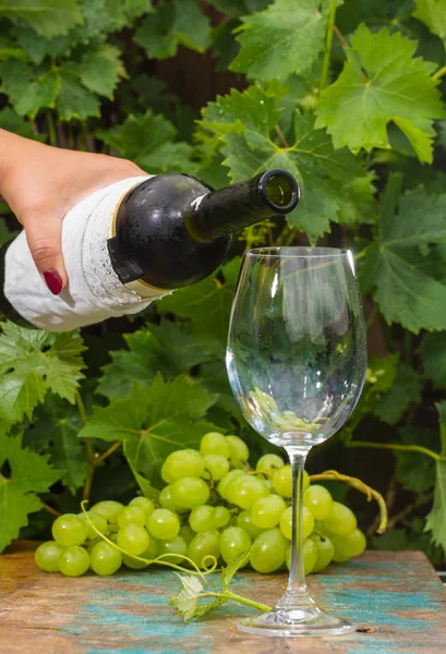 Servitören hälla ett glas is kallt vitt vin, uteservering, — Stockfoto