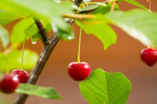 Ripe red organic sour cherries on the branch Royalty Free Stock Photos