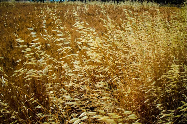 Żółte pola z dojrzałej pszenicy twardy, grano duro, Sycylia, Włochy — Zdjęcie stockowe