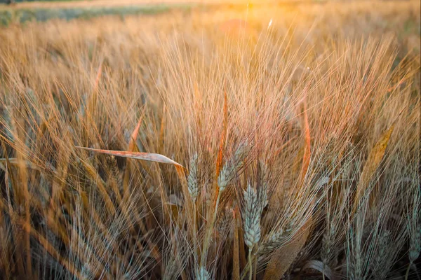 Campi gialli con grano duro maturo, grano duro, Sicilia, Italia — Foto Stock