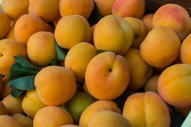 Tam sandık dolusu taze olgun kayısı (Prunus armeniaca)