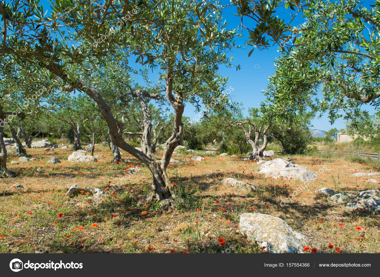 Big And Old Ancient Olive Tree In The Olive Garden In Mediterran