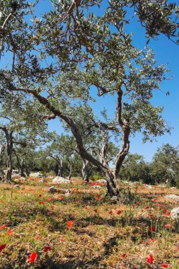 Büyük ve eski antik zeytin ağacı Mediterran Zeytin bahçesinde