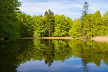 Orman Gölü ağaçlarda yansıması 