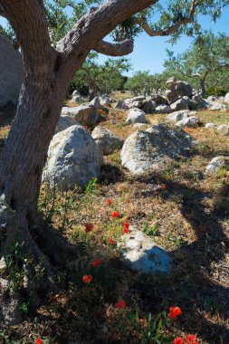 Büyük ve eski antik zeytin ağacı Mediterran Zeytin bahçesinde