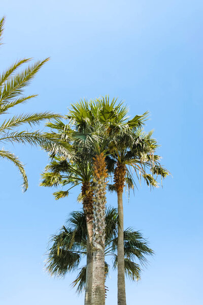 пальма на фоне голубого неба