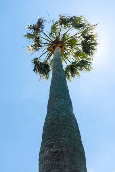 Palmier avec fond bleu ciel — Photo
