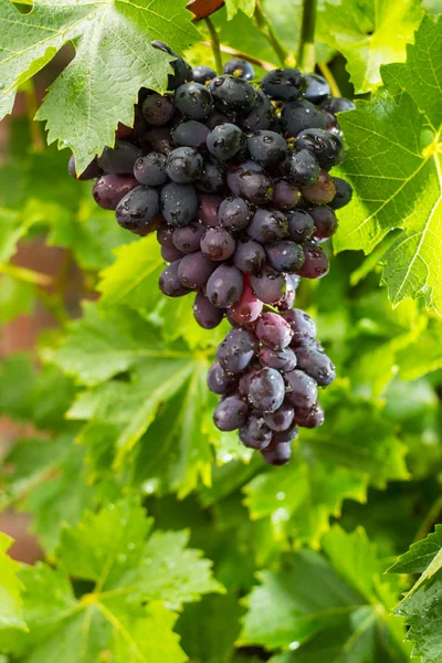 Fruits sains Vin rouge mûrissant dans le vignoble, grappin foncé — Photo