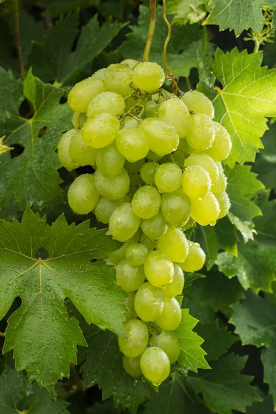 Frutas saludables Uvas de vino blanco que rasgan en el viñedo, vino gr —  Fotos de Stock