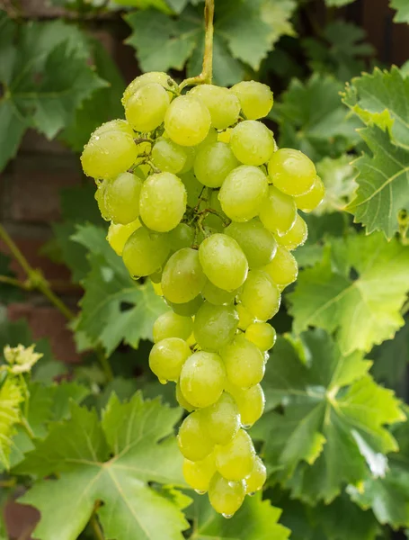 Healthy fruits White wine grapes riping in the vineyard, wine gr