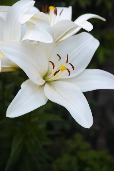 Biały lilium roślina, kwiat w ogrodzie — Zdjęcie stockowe