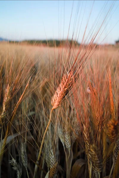 Žlutá Pole Bio Zralé Tvrdé Pšenice Grano Duro Sicílie Itálie — Stock fotografie