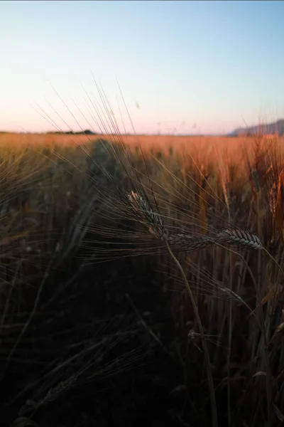 Gula Fält Med Ekologiskt Mogna Hårt Vete Grano Duro Sicilien — Stockfoto