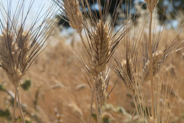 Желтые Поля Органической Спелых Твердых Пшеницы Грано Дуро Сицилия Италия — стоковое фото