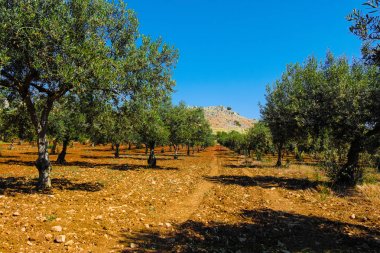 Büyük ve eski antik zeytin ağacı Akdeniz'de Zeytin bahçesinde