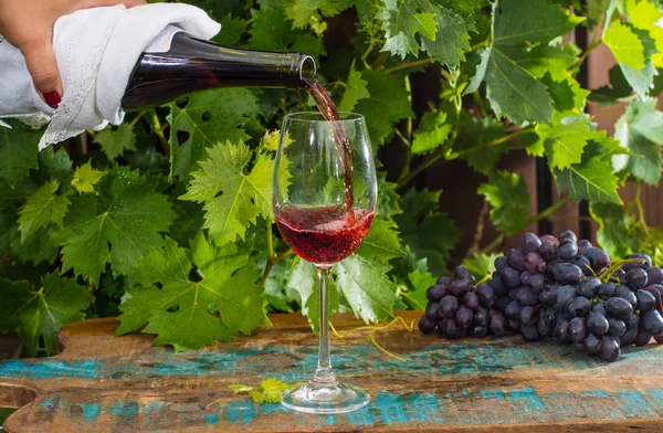 屋外テラスは 赤ワインのガラスを注ぐウェイター晴れた日 緑のブドウ園庭背景赤ブドウでワインテイスティングします — ストック写真
