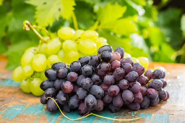 Gesunde Früchte Rot Und Weißweintrauben Weinberg Dunkle Trauben Blaue Trauben — Stockfoto