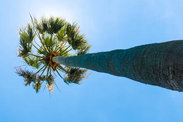 Grand Palmier Avec Fond Bleu Ciel — Photo