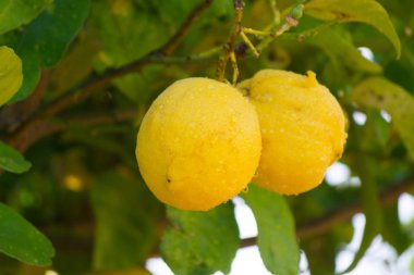 Narenciye meyve olgun C vitamini zengin Sicilya limon ağacı üzerinde sarı