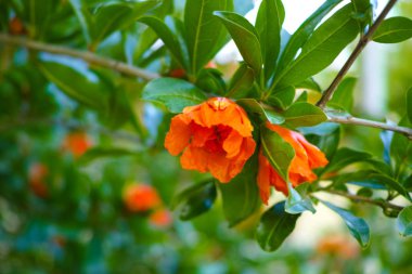 bir çiçekli Nar ağacının dalını