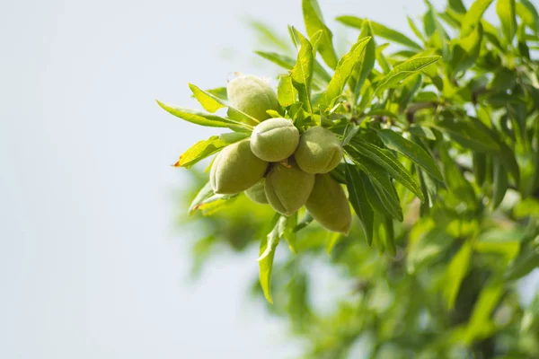 New harvest of almonds, almonds on the tree, almonds nut plantation