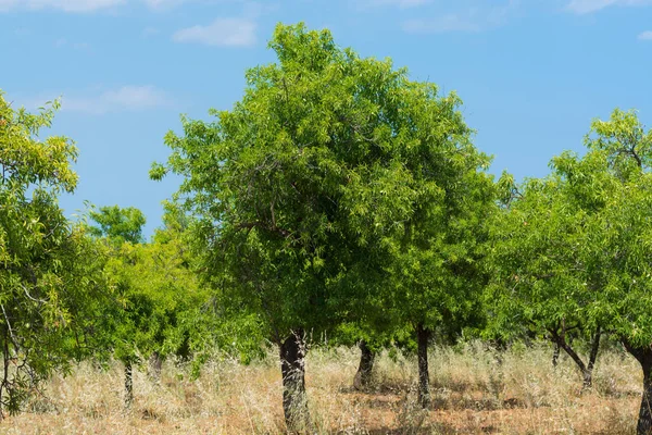 Mandelernte, Mandeln am Baum, Mandelnussplantage — Stockfoto