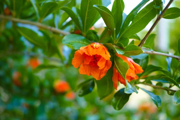 bir çiçekli Nar ağacının dalını