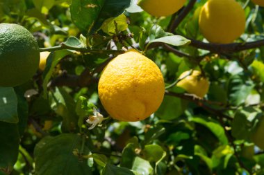 Olgun sarı Sicilya limon limon ağaçları, limon bahçeleri, hasat için hazır