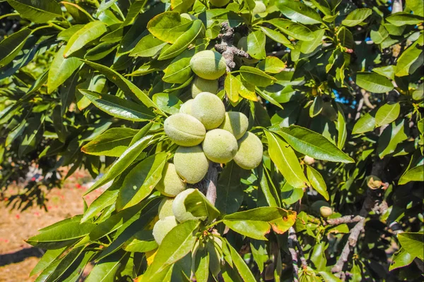 Yeni hasat badem, badem ağacı, Sicilya, İtalya