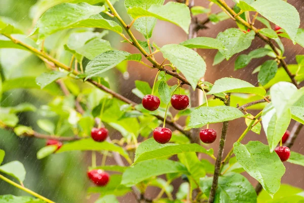 Cerises Acides Rouges Mûres Bio Sur Branche Dans Jardin — Photo