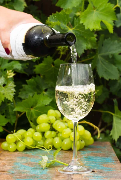 Servitören hälla ett glas iskallt vitt vin, uteservering, Vinavsmakning — Stockfoto