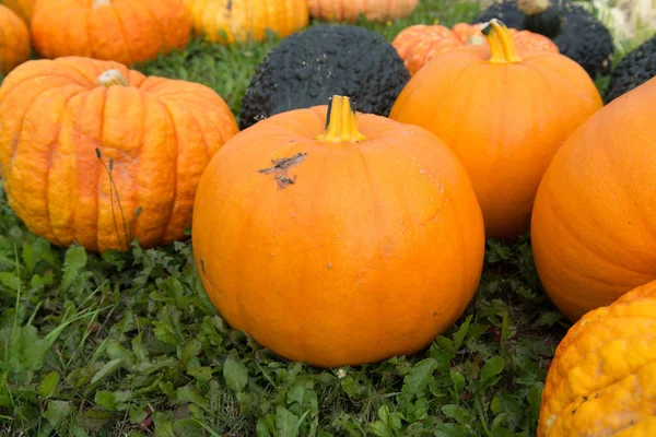 Citrouilles Colorées Mûres Sur Herbe Verte Nouvelle Récolte Prêt Cuire — Photo