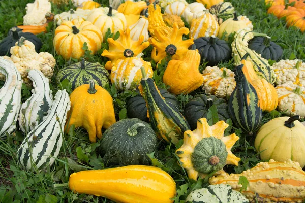 Citrouilles Colorées Mûres Sur Herbe Verte Nouvelle Récolte Prêt Cuire — Photo