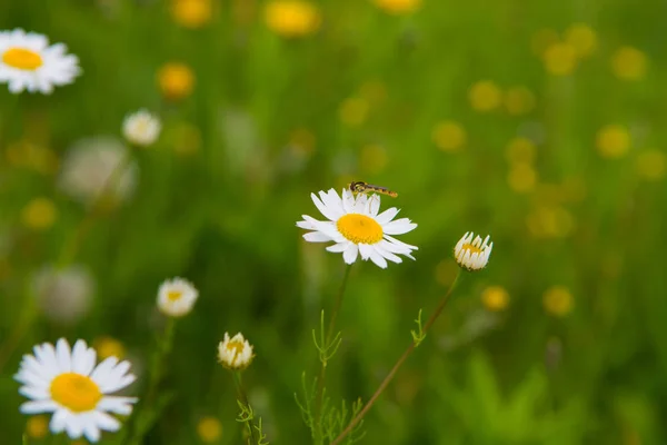 Weiße Gänseblümchenblümchen Auf Dem Grünen Rasen Aus Nächster Nähe — Stockfoto