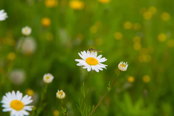 Weiße Gänseblümchenblümchen Auf Dem Grünen Rasen Aus Nächster Nähe — Stockfoto