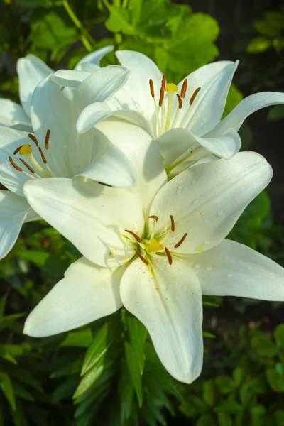 Bahçedeki beyaz zambak - güzel çiçek, hüznün sembolü
