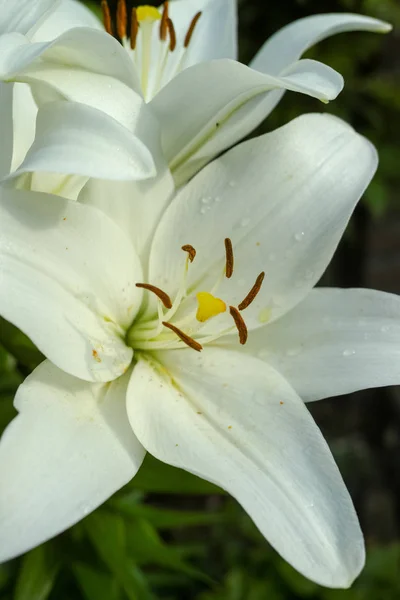 庭の白いユリ 美しい花 悲しみの象徴 — ストック写真