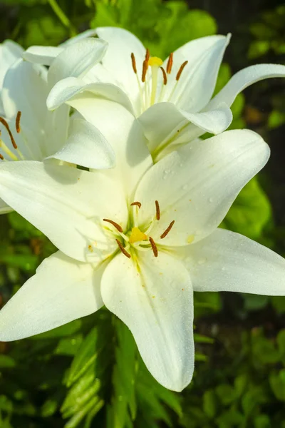 Biała Lilia Ogrodzie Piękny Kwiat Symbol Smutku — Zdjęcie stockowe