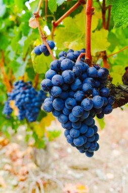 Olgun kırmızı şarap üzüm hasat hazır Güney Fransa