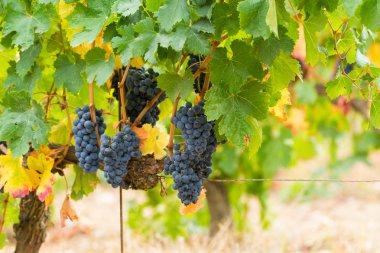 Olgun kırmızı şarap üzüm hasat hazır Güney Fransa