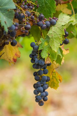 Olgun kırmızı şarap üzüm hasat hazır Güney Fransa
