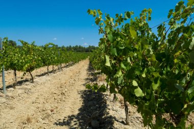 Güney Fransız üzüm bağlarında olgunlaşan beyaz şarap üzümleri