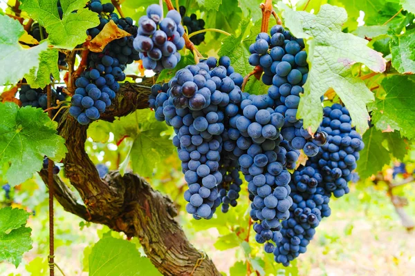 Ripe Red Wine Grape Ready Harvest South France — Stock Photo, Image