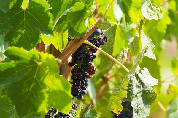 Olgun Kırmızı Şarap Üzüm Hasat Güney Fransa Hazır Kurutulmuş — Stok fotoğraf