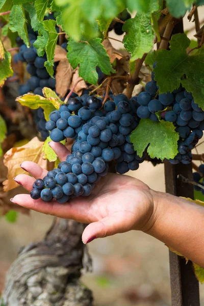 Olgun kırmızı şarap üzüm hasat hazır Güney Fransa