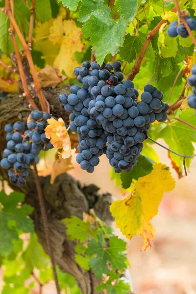 Стиглі Червоний Виноградне Вино Готові Пожинати Південної Франції — стокове фото