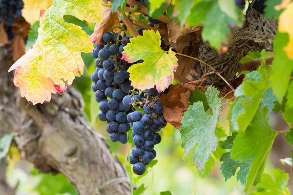 Uva Vinho Tinto Madura Pronta Para Vindima Sul França — Fotografia de Stock