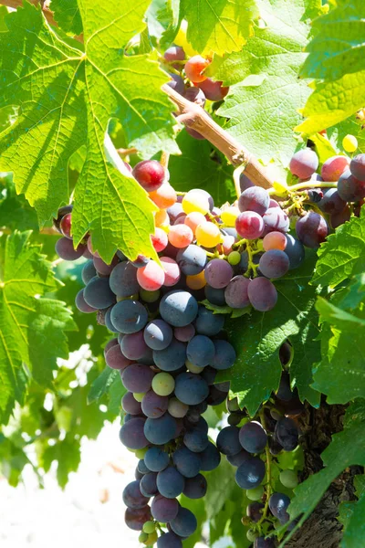 Uvas Rojas Vino Rosa Abd Rasgando Los Viñedos Del Sur — Foto de Stock