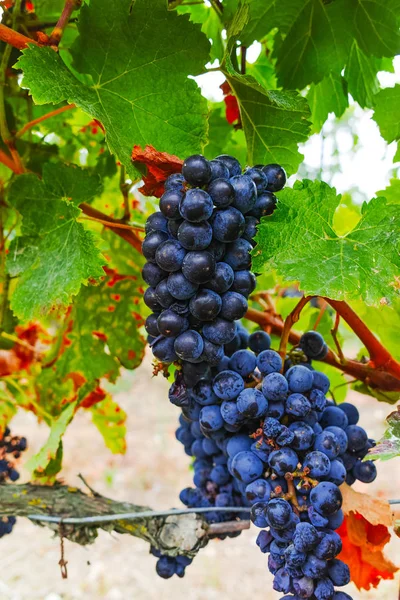 Olgun kırmızı şarap üzüm hasat hazır Güney Fransa